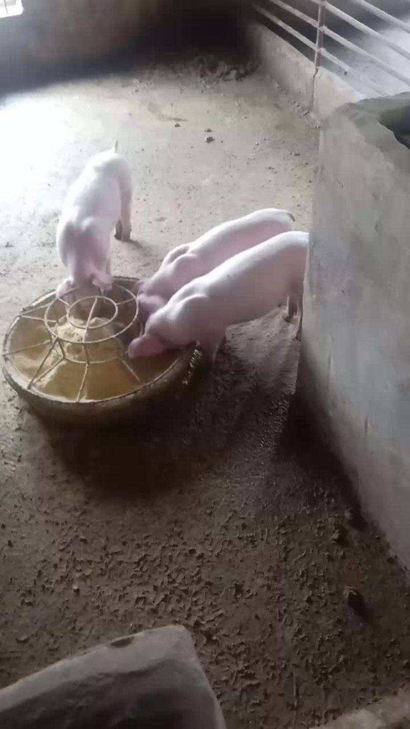 三元仔猪