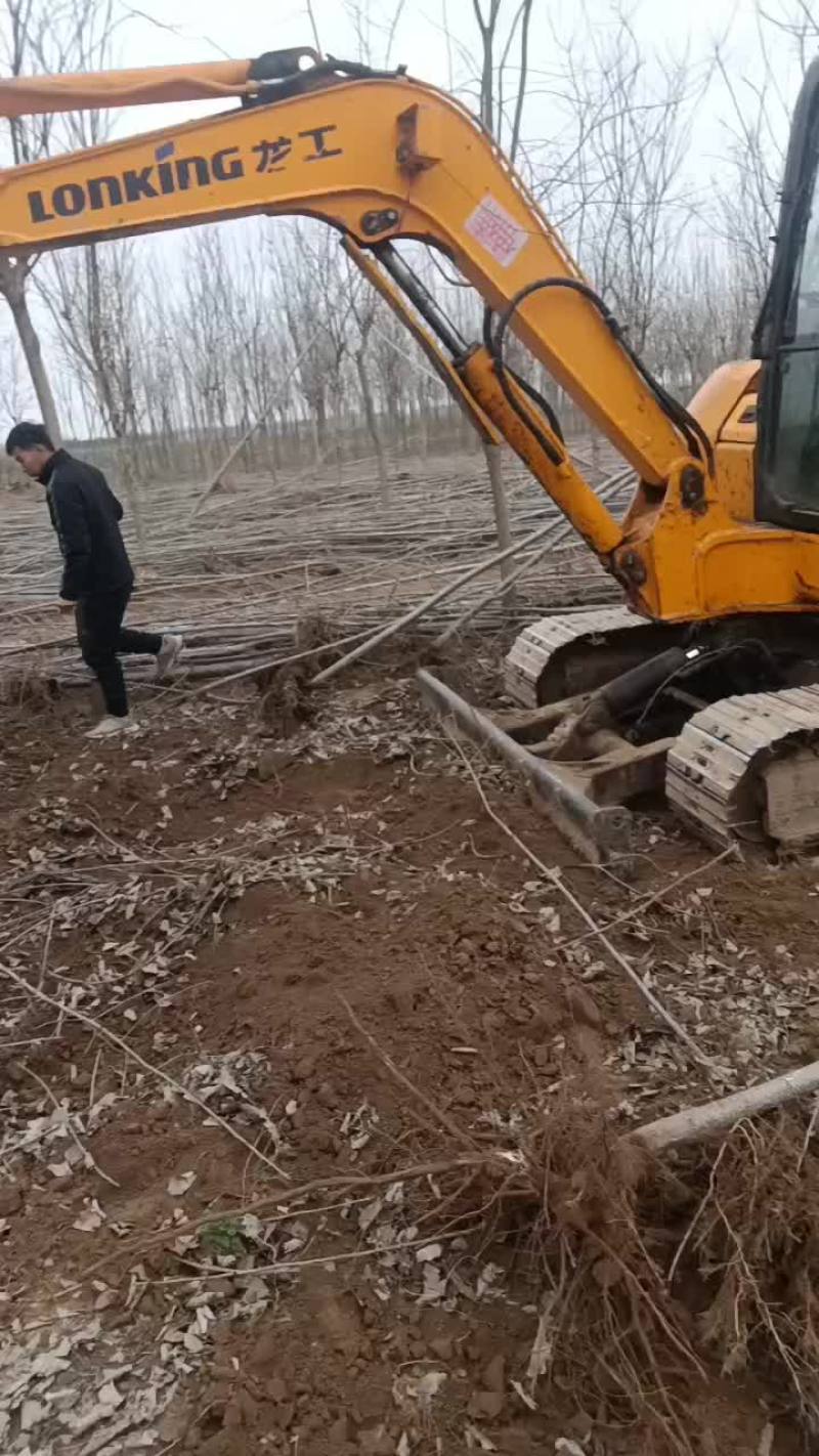 107速生杨树苗大量有货需要的联系