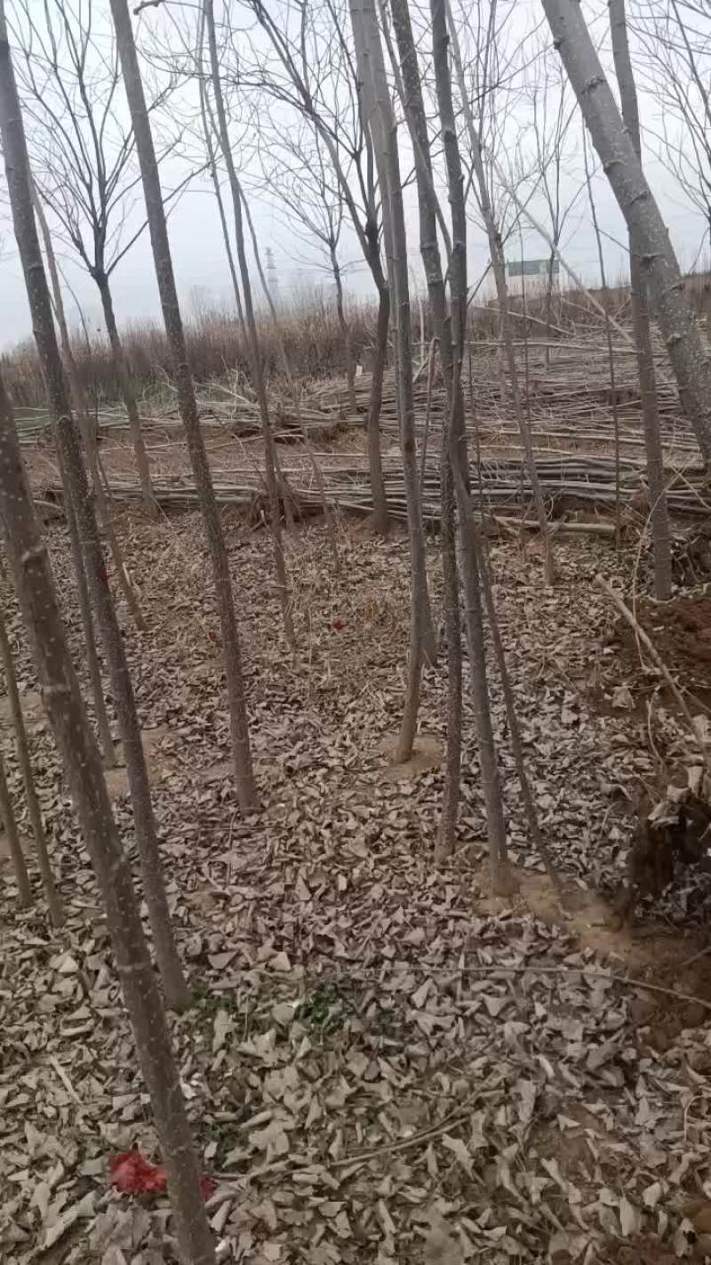 107速生杨树苗大量有货需要的联系