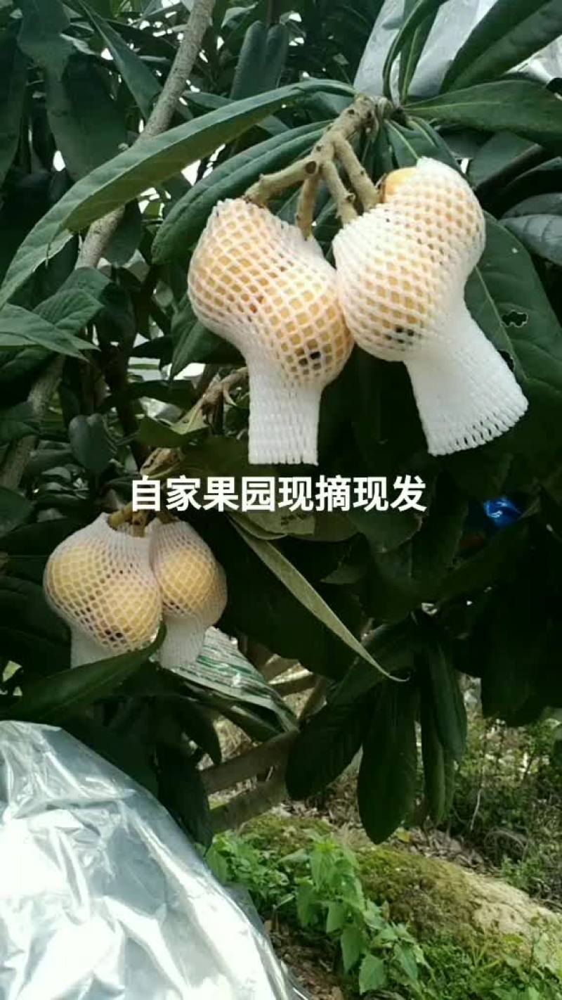 中国枇杷之乡云霄