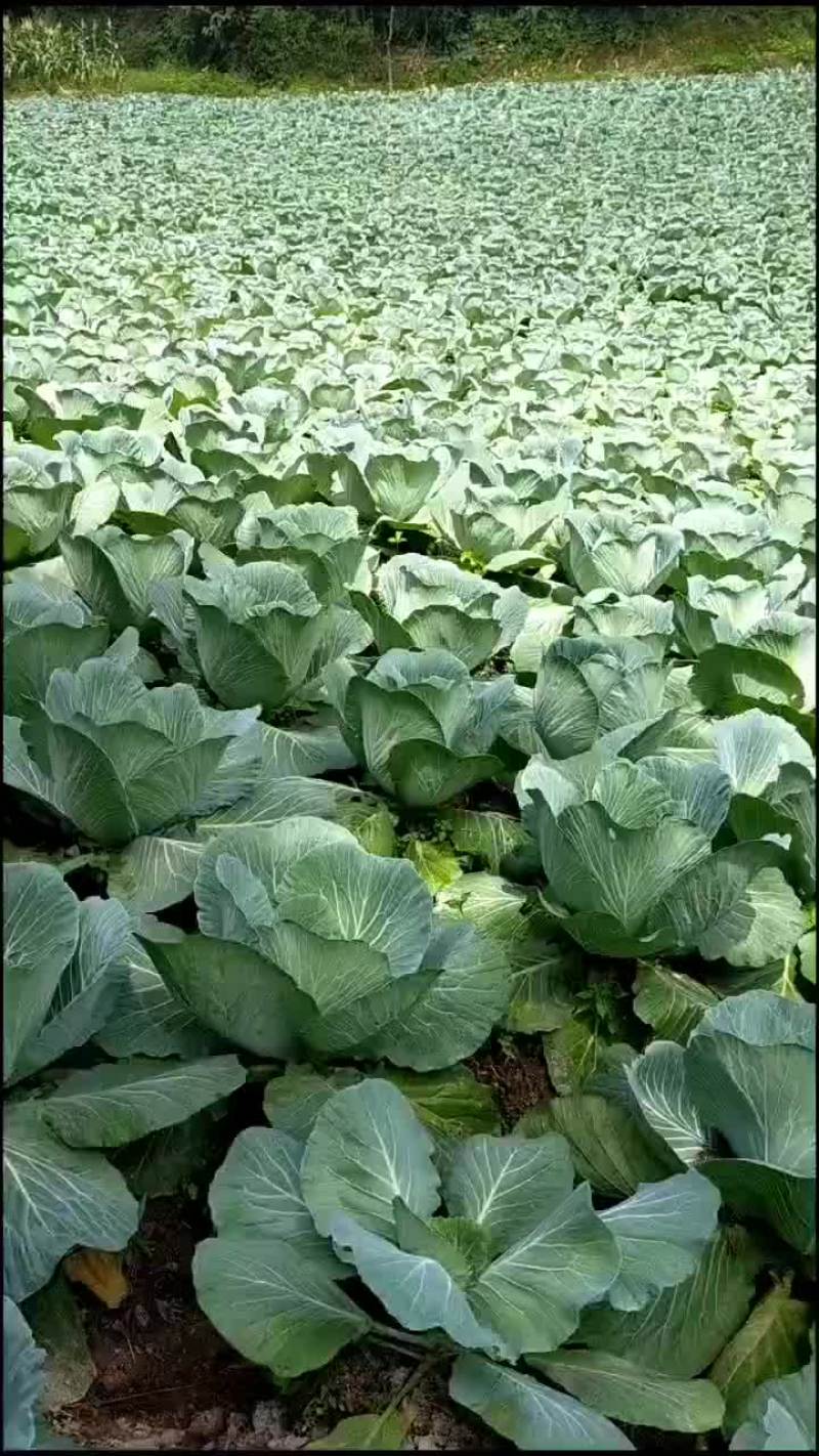 生鲜蔬菜，价格低，质量可靠，运行平稳，香脆可口。