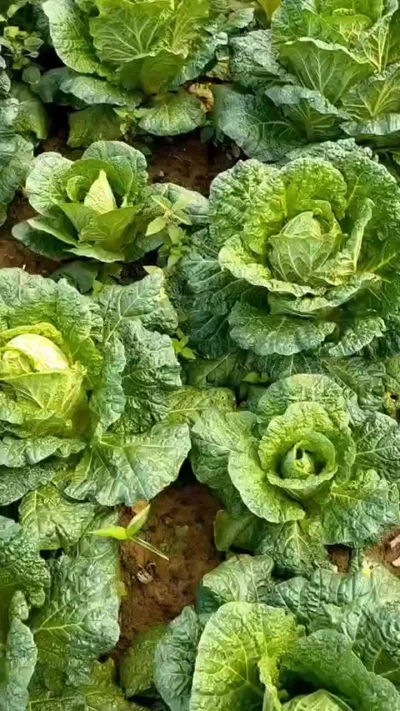 生鲜蔬菜，价格低，质量可靠，运行平稳，香脆可口。