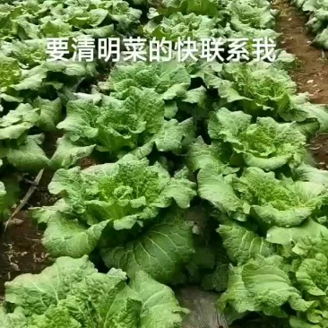 西瓜，蔬菜