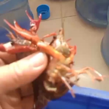 小龙虾
