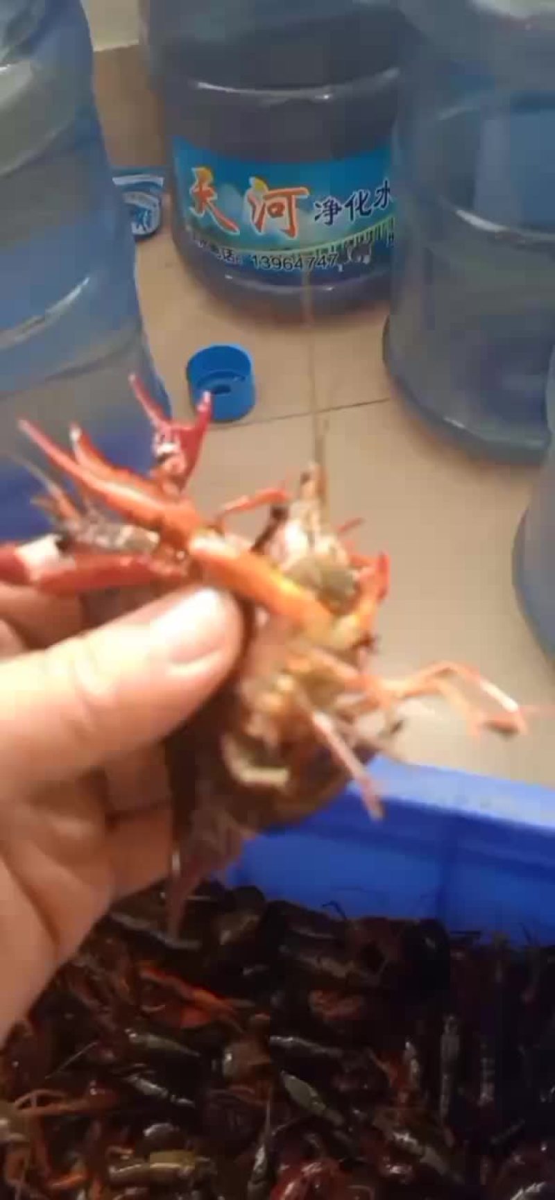 小龙虾