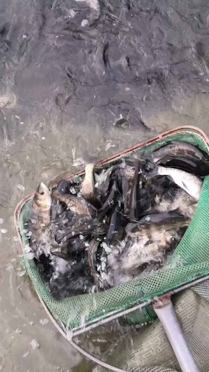 鲢鳙鱼