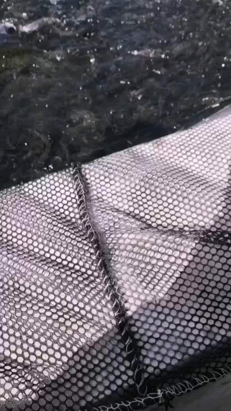 草鱼