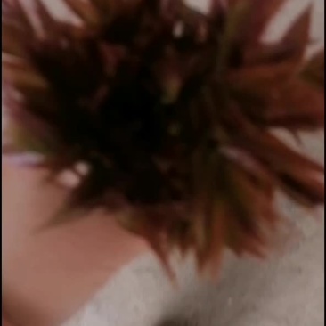 山西优质红油香椿芽