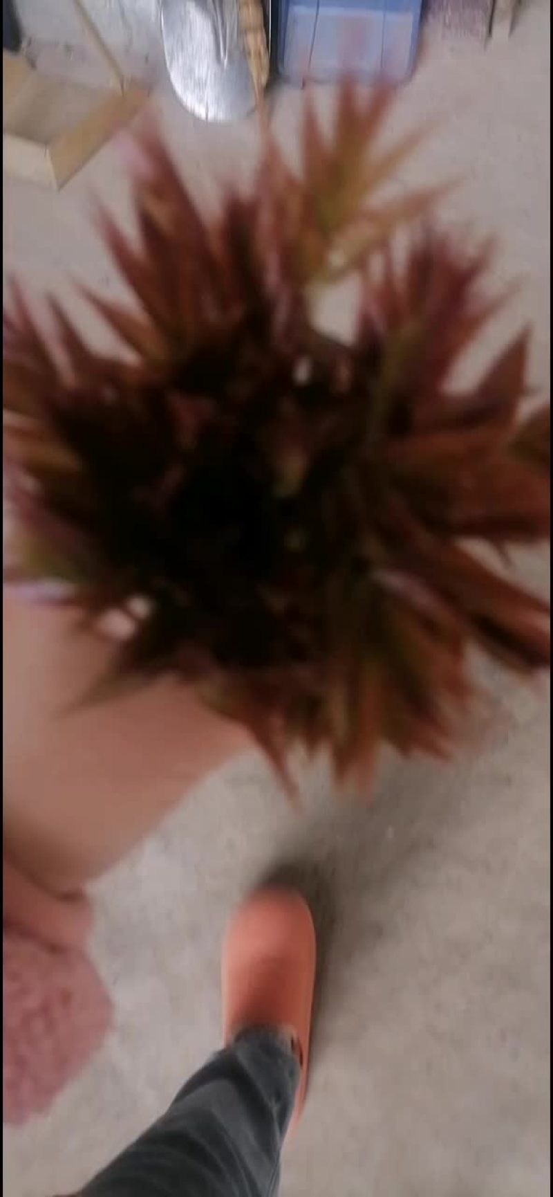 山西优质红油香椿芽
