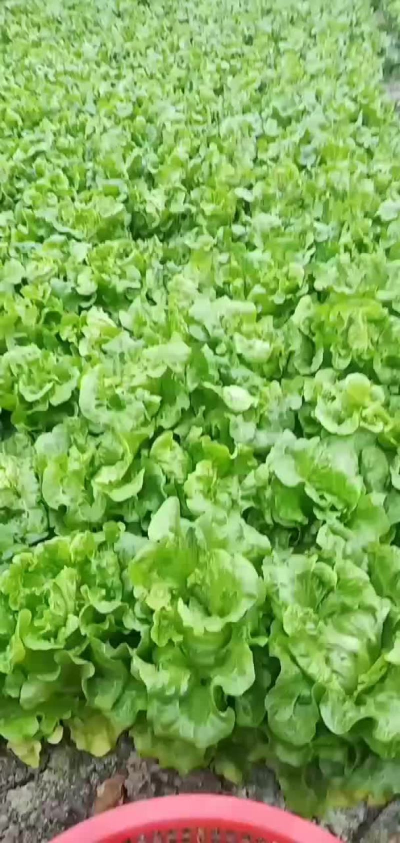 各位老板好！精品生菜，鸡毛菜上市中需要请联系