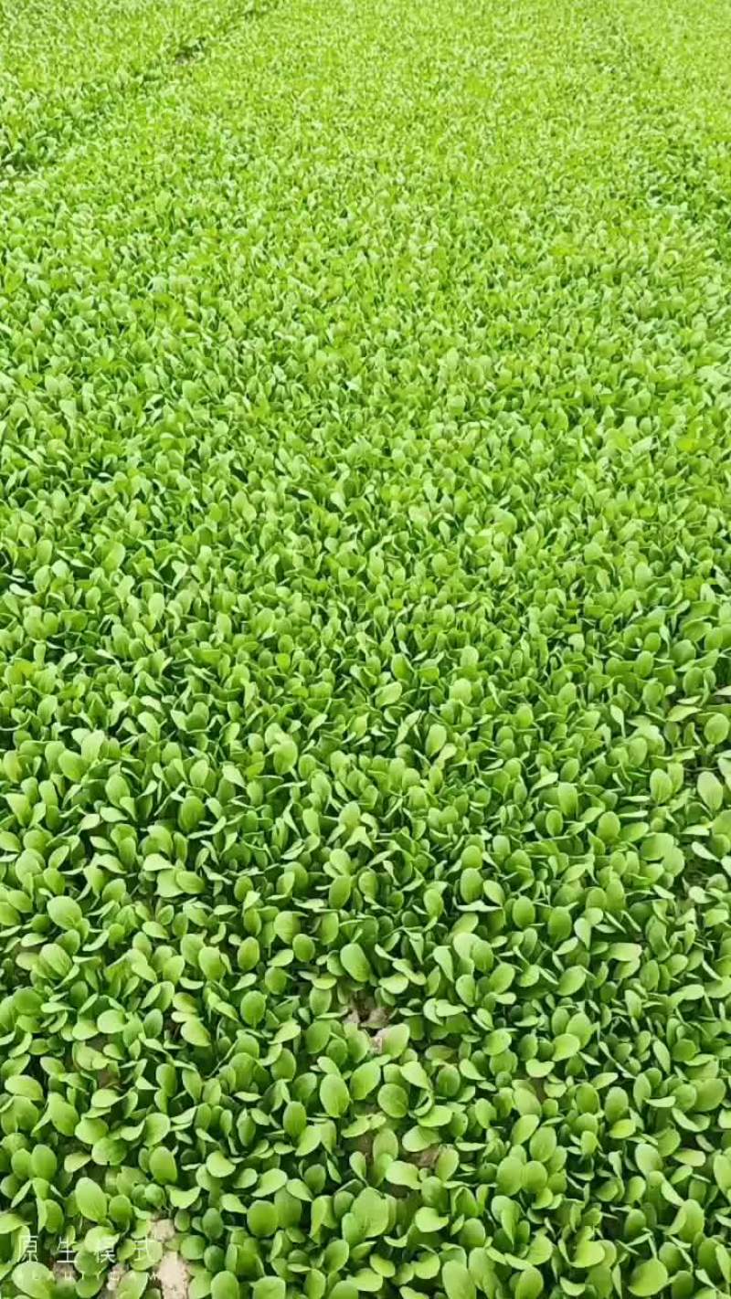 各位老板好！精品生菜，鸡毛菜上市中需要请联系