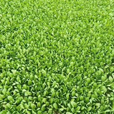 各位老板好！精品生菜，鸡毛菜上市中需要请联系