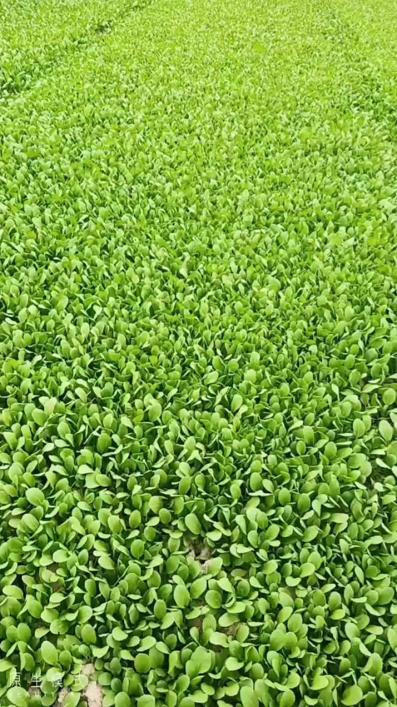 各位老板好！精品生菜，鸡毛菜上市中需要请联系