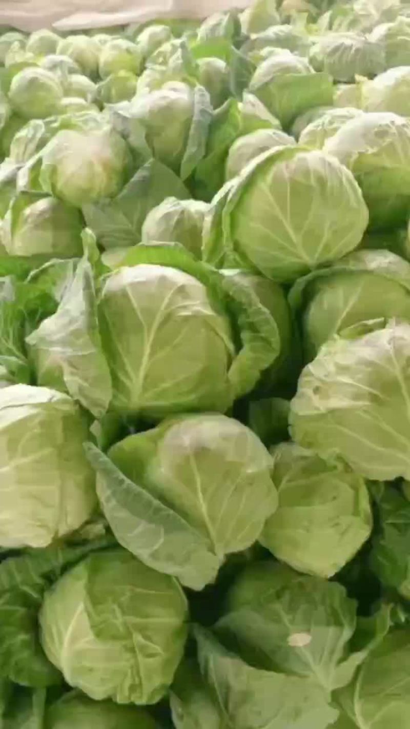 陕西甘蓝大量上市，需要的老板可以联系