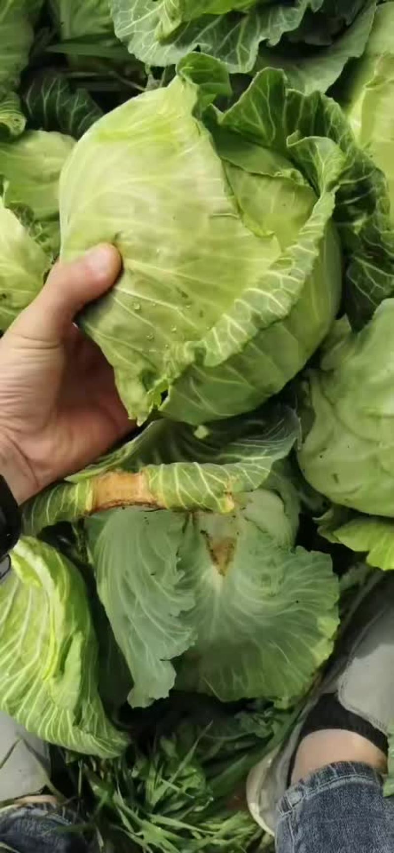 陕西甘蓝大量上市，需要的老板可以联系