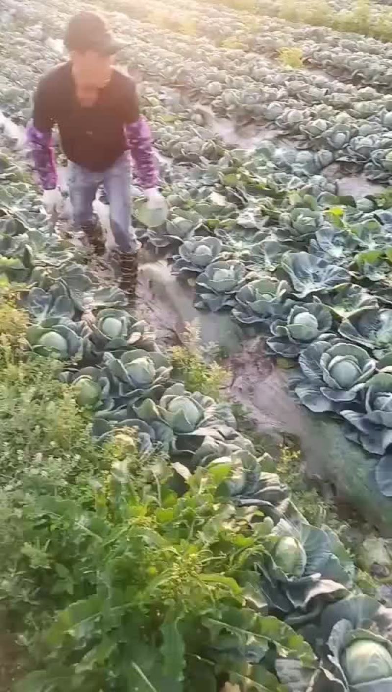 福建福清出口品种，美国进囗种，品种(宝绿)，