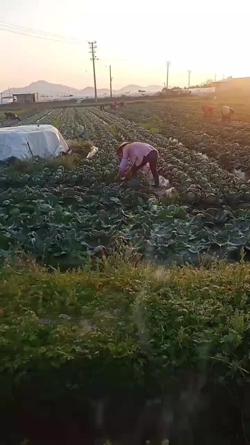 福建福清出口品种，美国进囗种，品种(宝绿)，