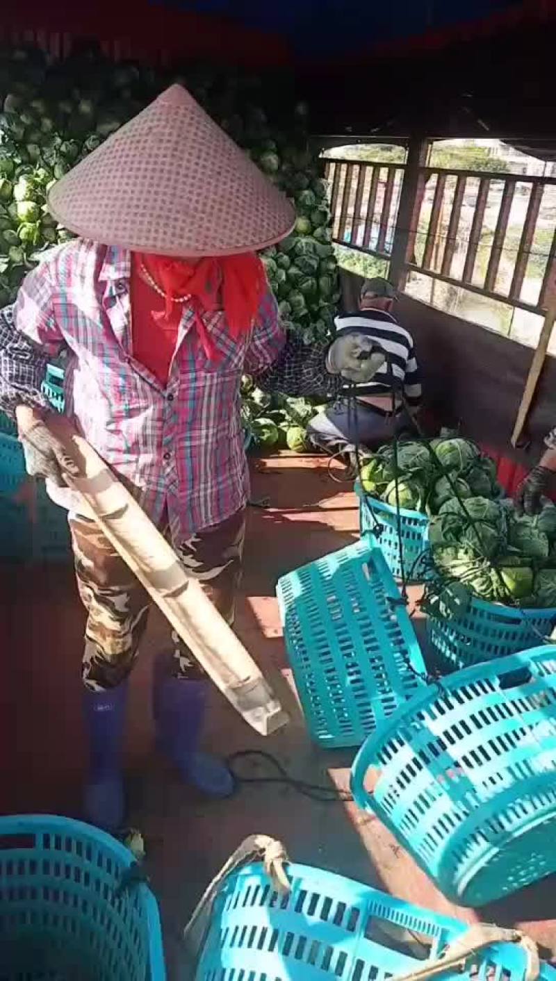 福建福清出口品种，美国进囗种，品种(宝绿)，