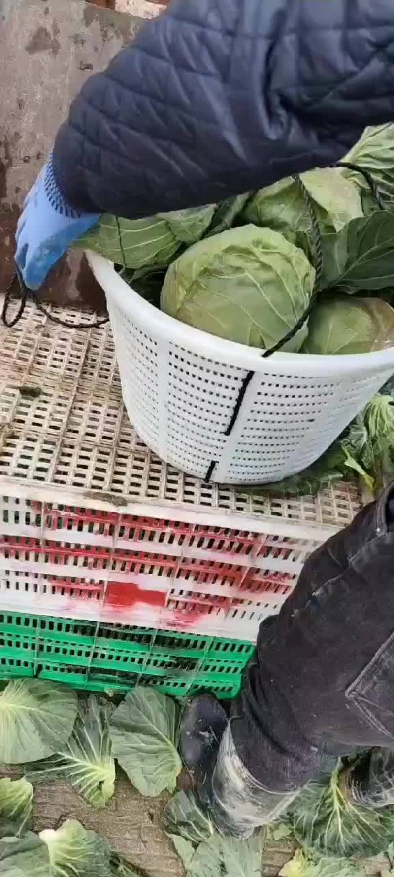 福建福清出口品种，美国进囗种，品种(宝绿)，