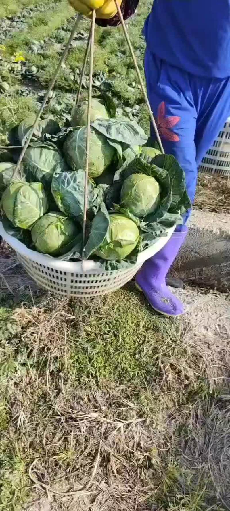 福建福清出口品种，美国进囗种，品种(宝绿)，