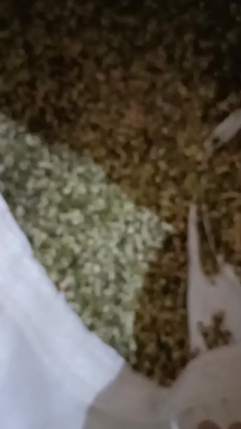 打粉绿豆