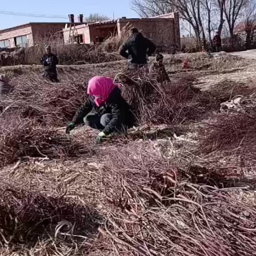 内蒙红柳，柽柳