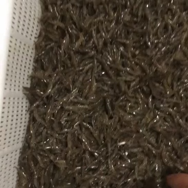 虾