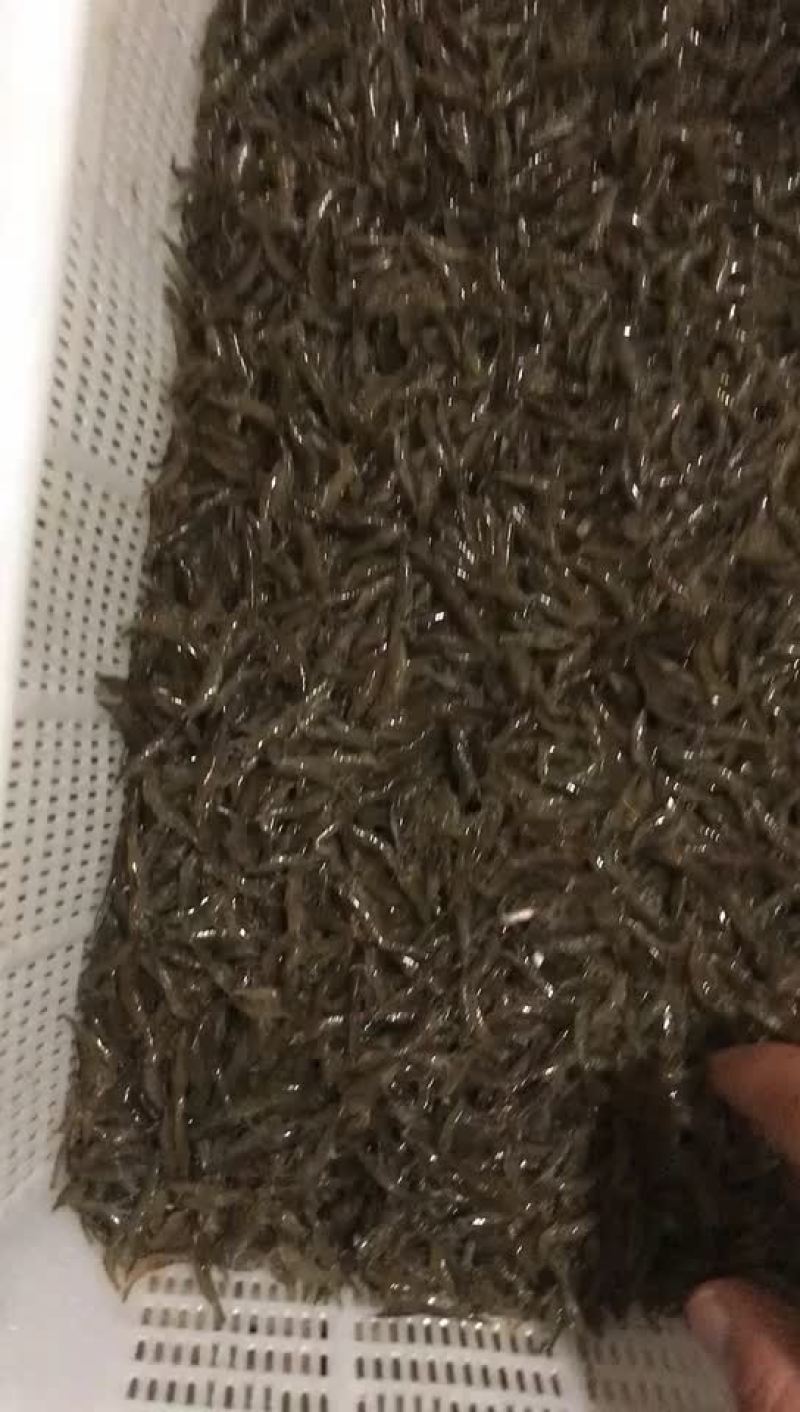 虾