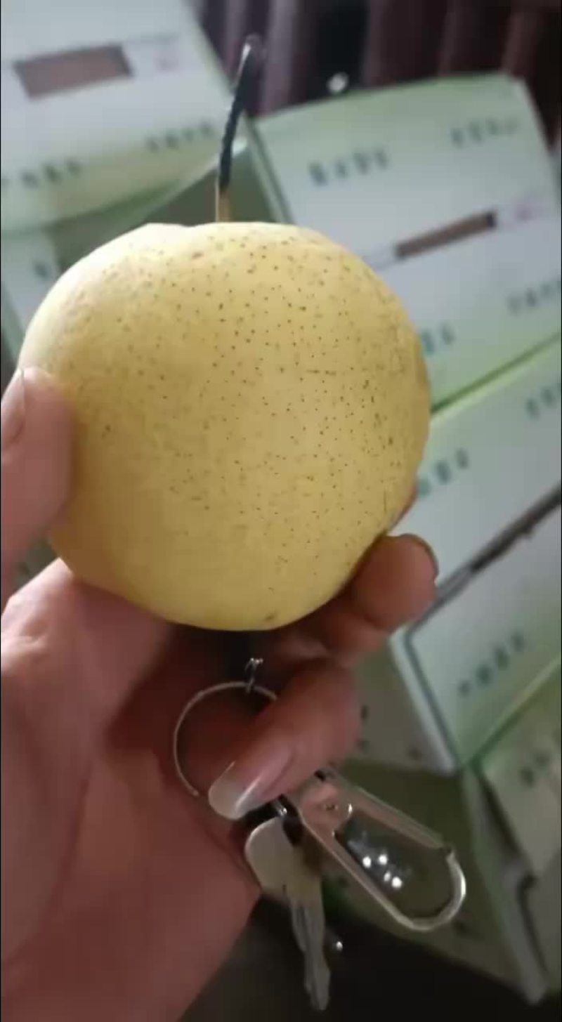 雪梨