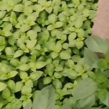 叶菜类。精品大叶荆芥大量上市。质优价廉物美浓香。欢迎选购