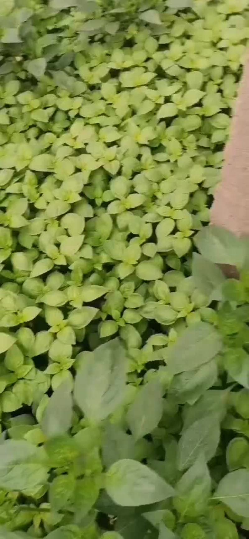 叶菜类。精品大叶荆芥大量上市。质优价廉物美浓香。欢迎选购