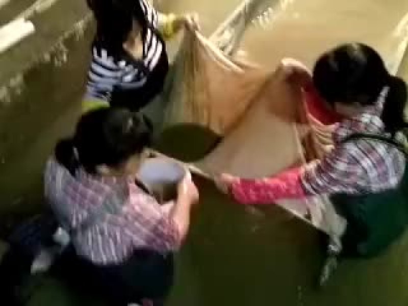 四大家鱼水花（白鲢，花鲢，鲫鱼，草鱼）洪湖本地孵化优质水