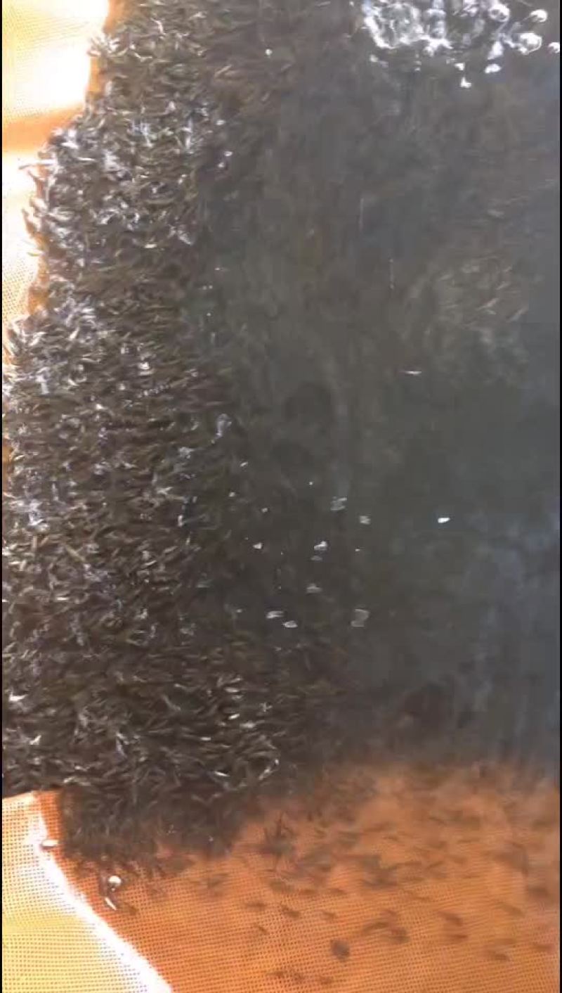 四大家鱼水花（白鲢，花鲢，鲫鱼，草鱼）洪湖本地孵化优质水