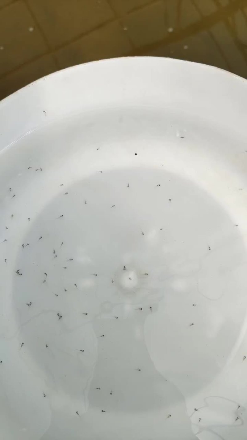 四大家鱼水花（白鲢，花鲢，鲫鱼，草鱼）洪湖本地孵化优质水