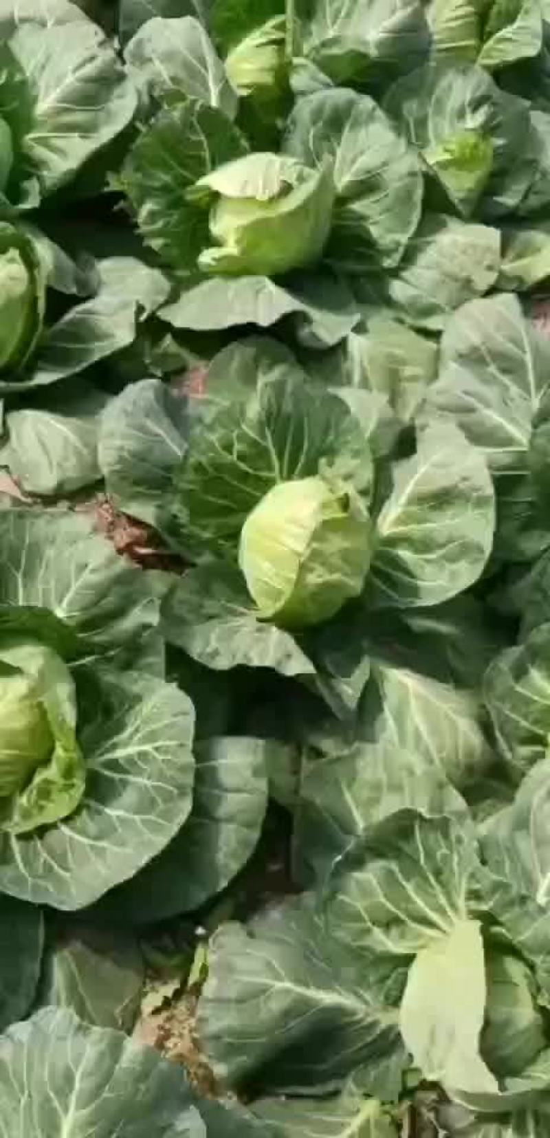山东泗水县甘蓝大量上市