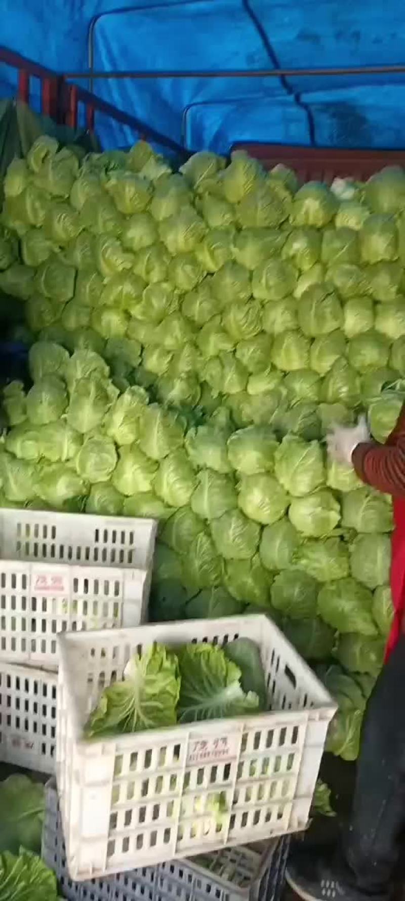 山东泗水县甘蓝大量上市
