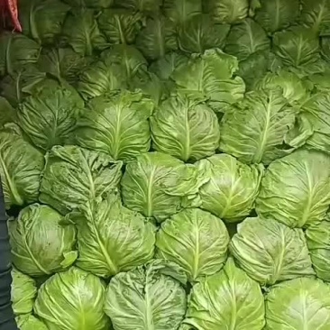山东泗水县甘蓝大量上市