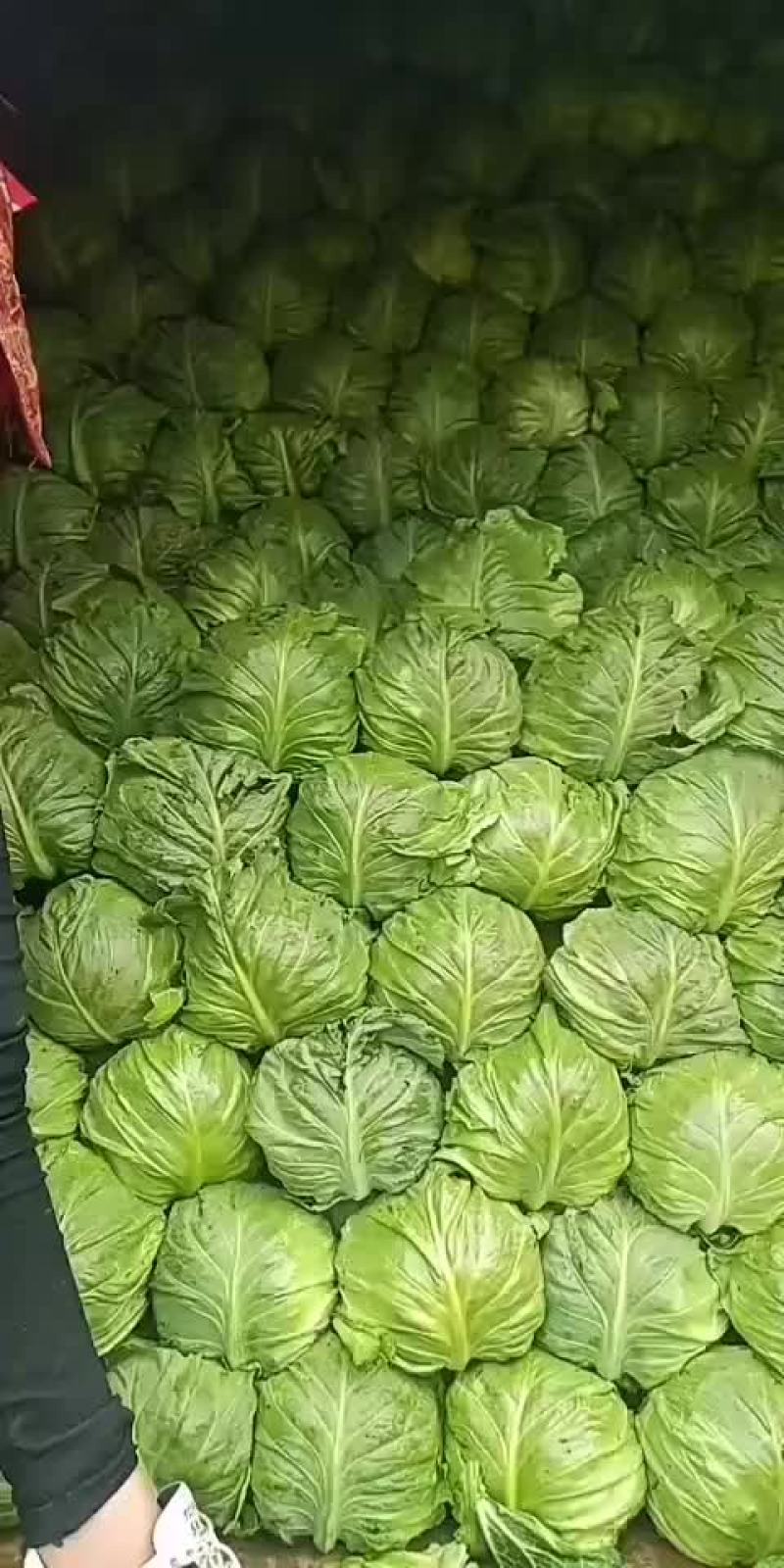 山东泗水县甘蓝大量上市