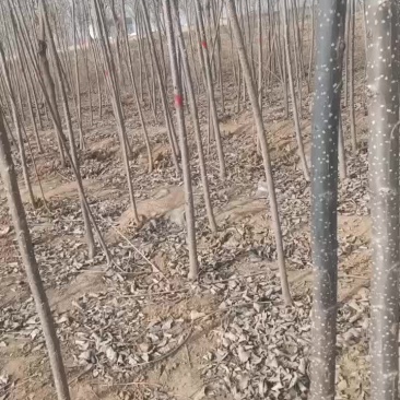 107速生杨树苗大量有货需要的联系