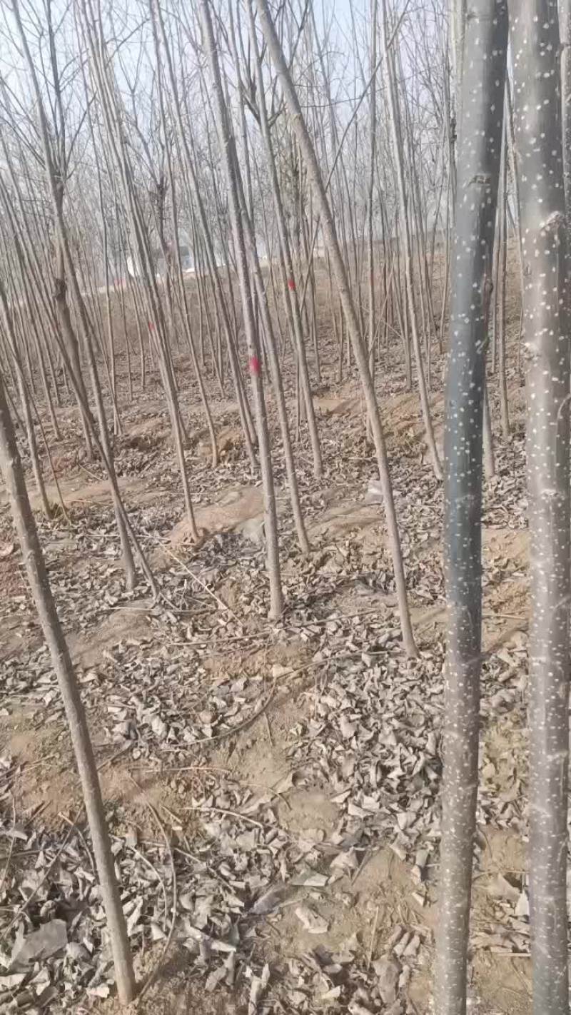 107速生杨树苗大量有货需要的联系