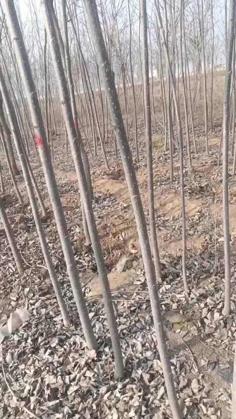 107速生杨树苗大量有货需要的联系