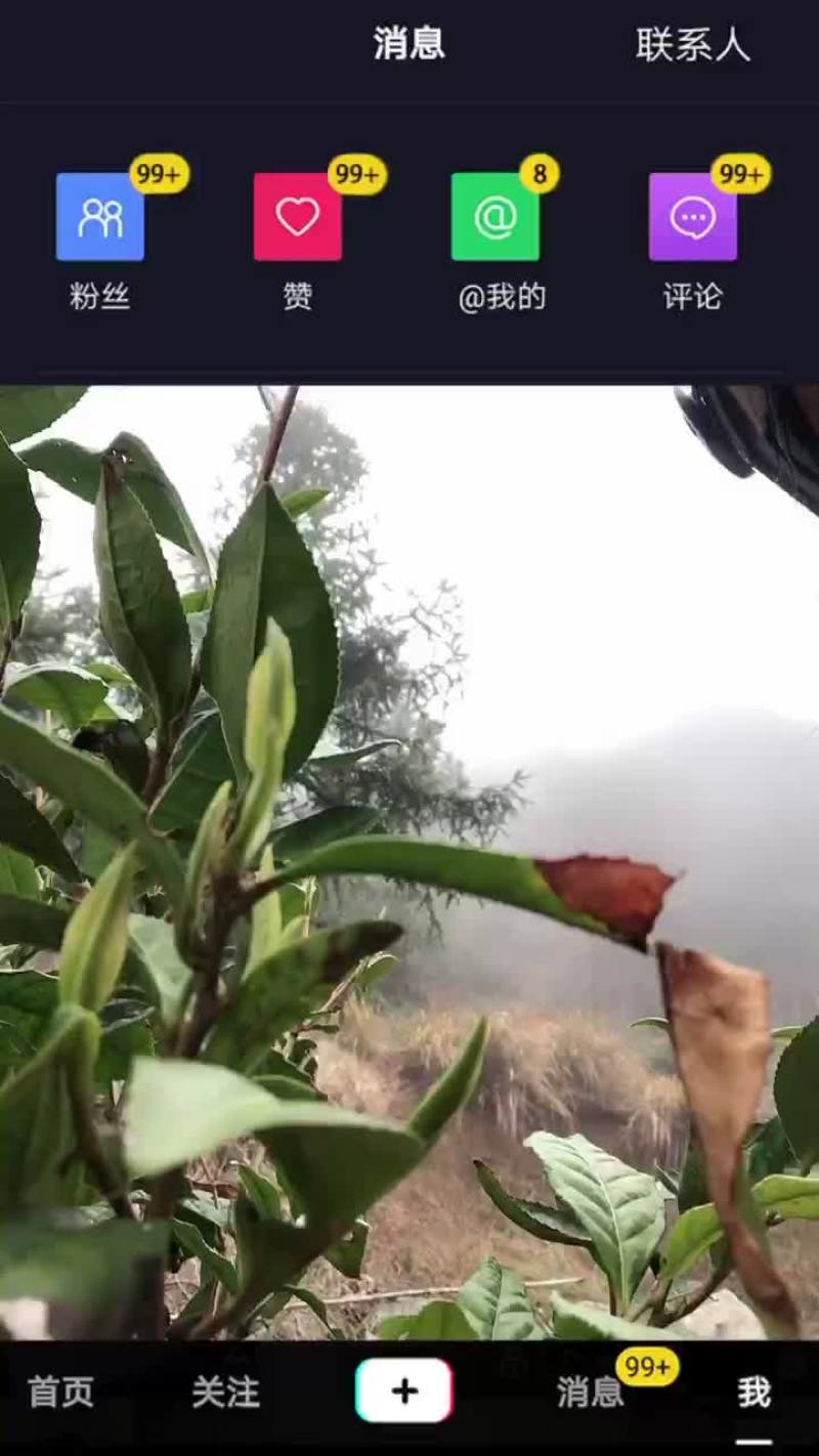岳西翠兰