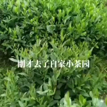 岳西翠兰