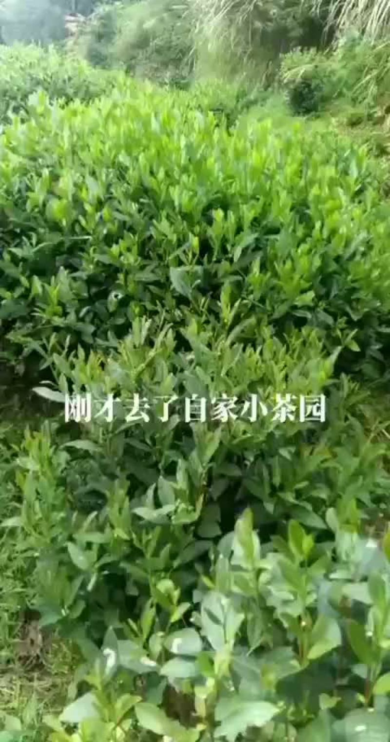 岳西翠兰
