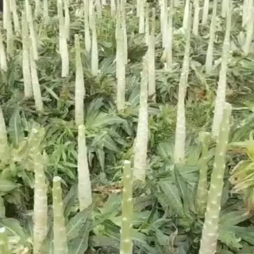 莴笋杆子