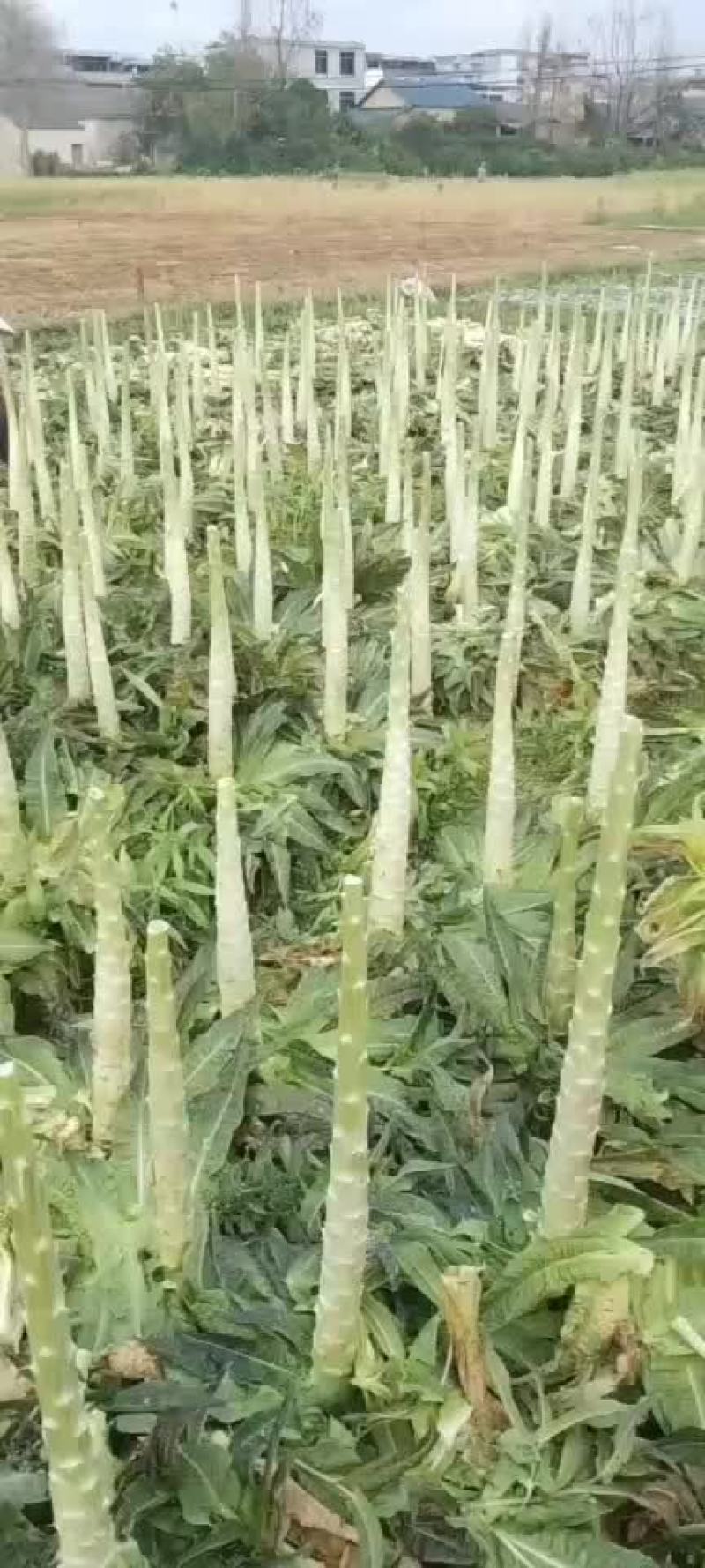 莴笋杆子