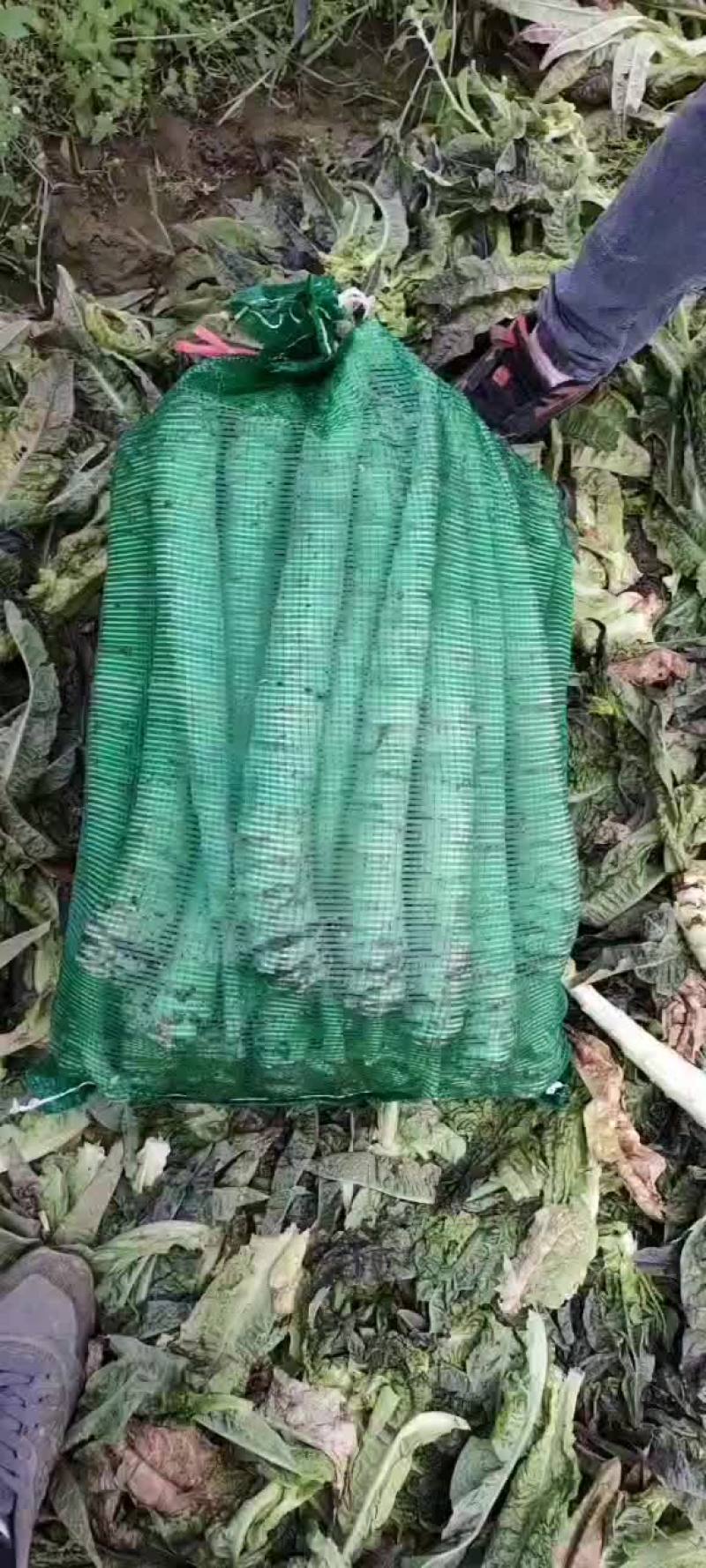 莴笋杆子