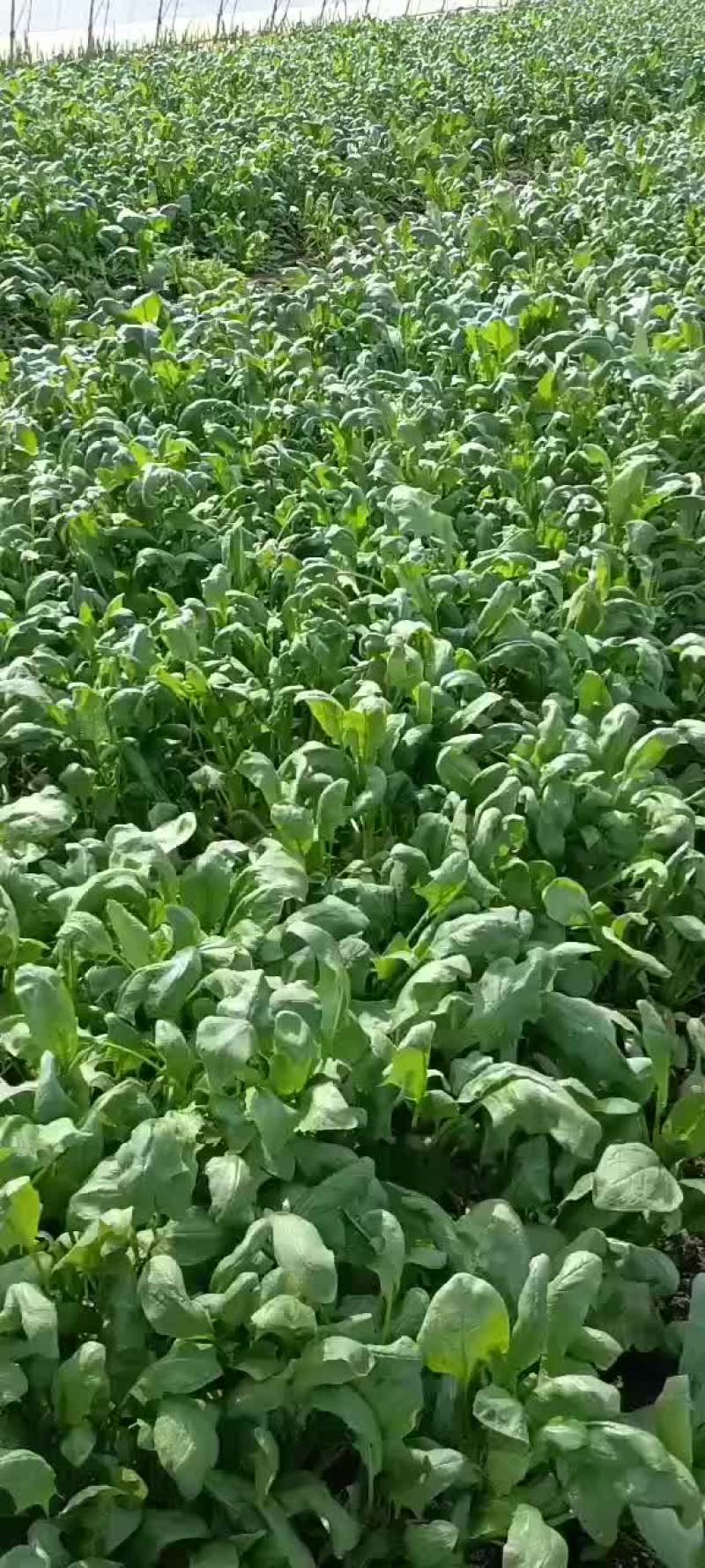 菠菜