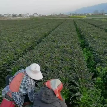 大理。红香叶莴苣