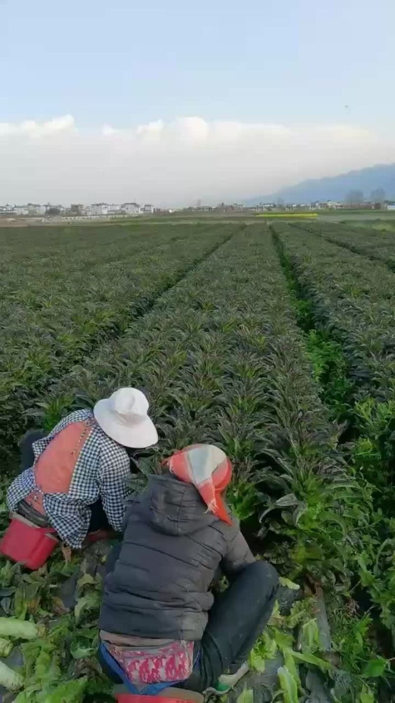 大理。红香叶莴苣